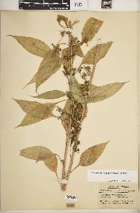 Campanulastrum americanum image