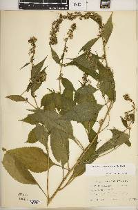 Campanulastrum americanum image