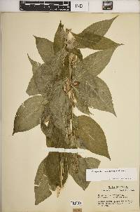 Campanulastrum americanum image