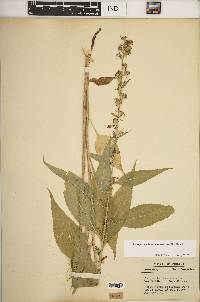 Campanulastrum americanum image