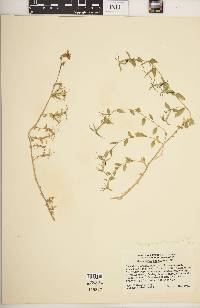 Image of Specularia speculum-veneris