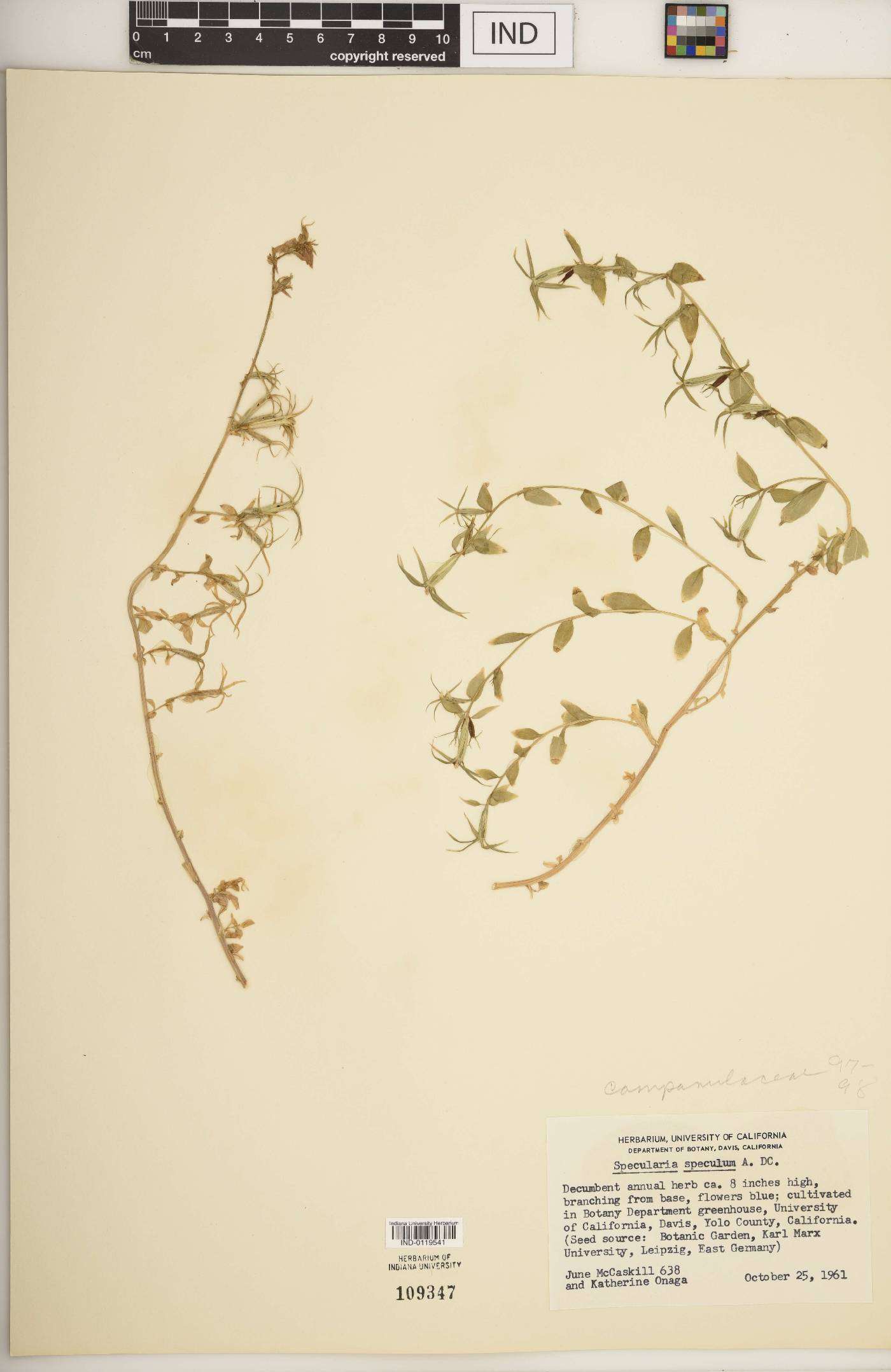 Specularia speculum-veneris image