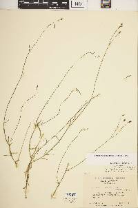 Wahlenbergia marginata image