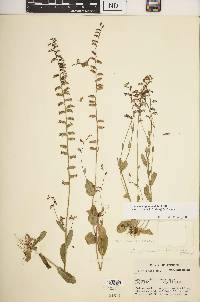 Lobelia appendiculata var. gattingeri image