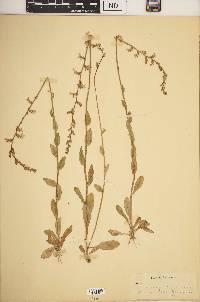 Lobelia appendiculata image