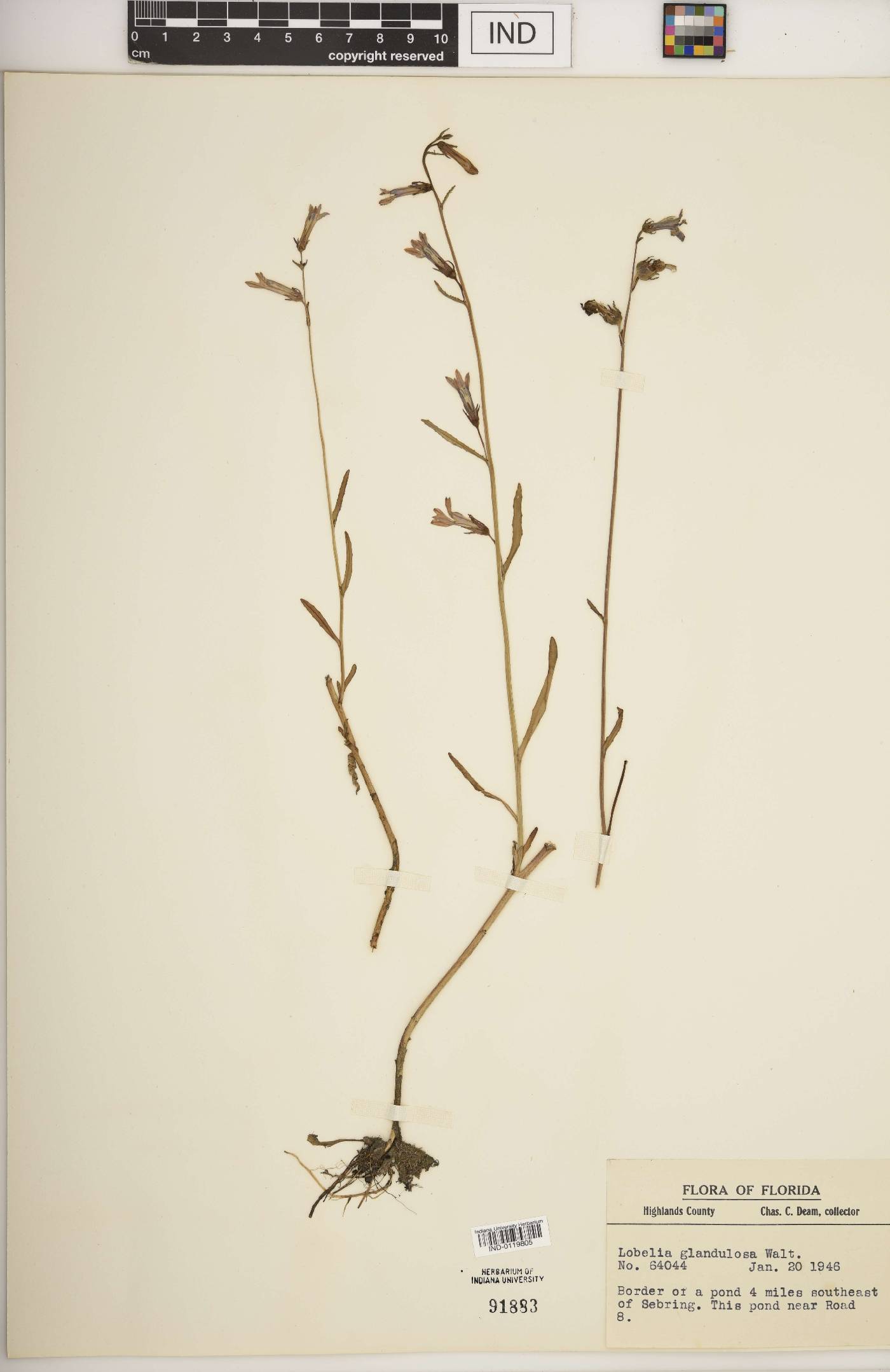 Lobelia glandulosa image