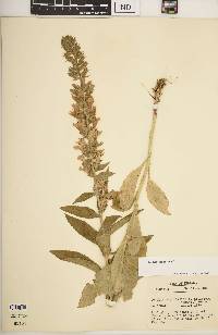 Lobelia siphilitica var. siphilitica image