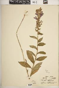 Lobelia siphilitica var. siphilitica image