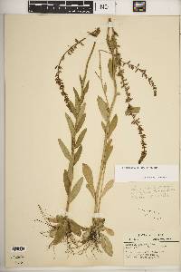 Lobelia spicata var. spicata image