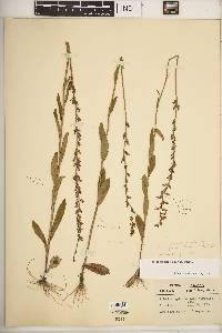 Lobelia spicata var. spicata image