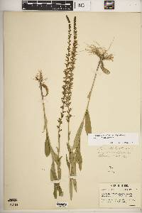 Lobelia spicata var. leptostachys image