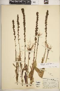 Lobelia spicata var. leptostachys image