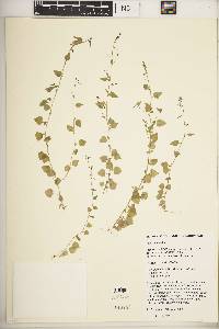 Lobelia trullifolia image