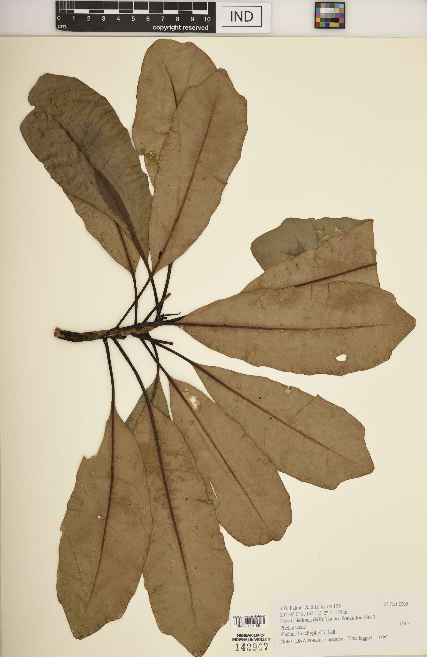 Phelline brachyphylla image