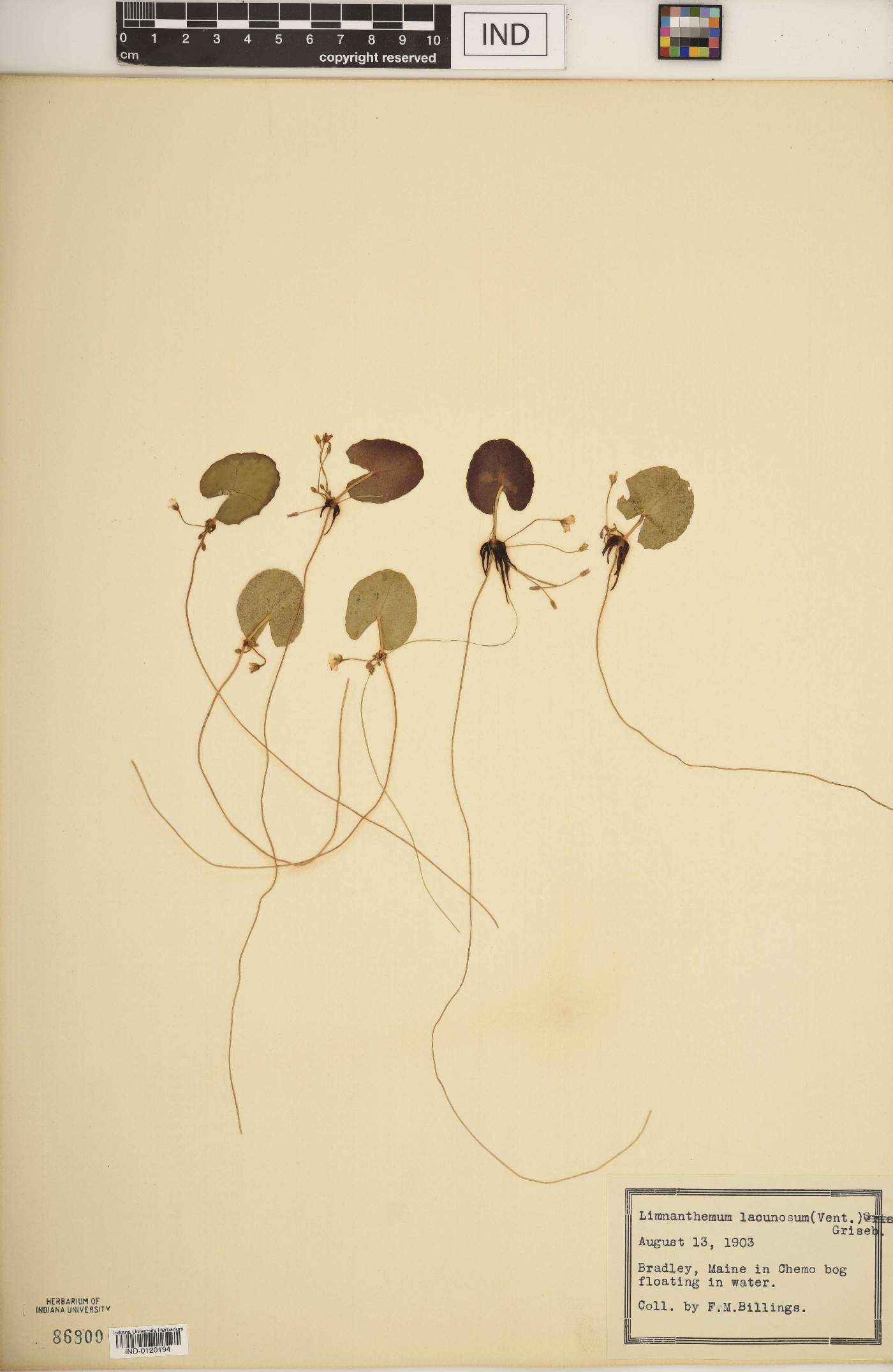 Limnanthemum lacunosum image