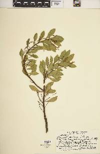 Scaevola kilaueae image