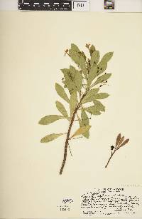 Scaevola kilaueae image