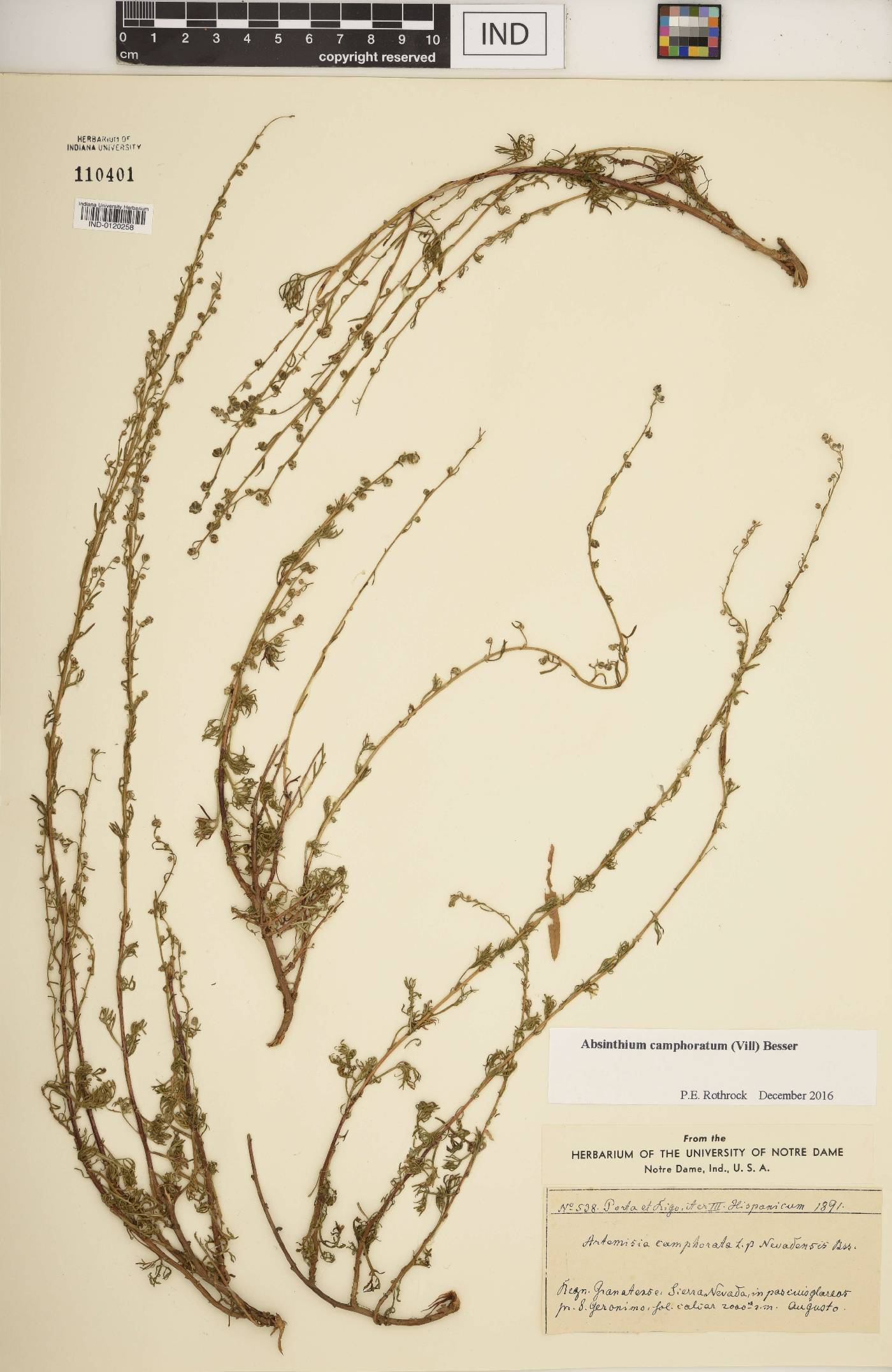 Artemisia alba image