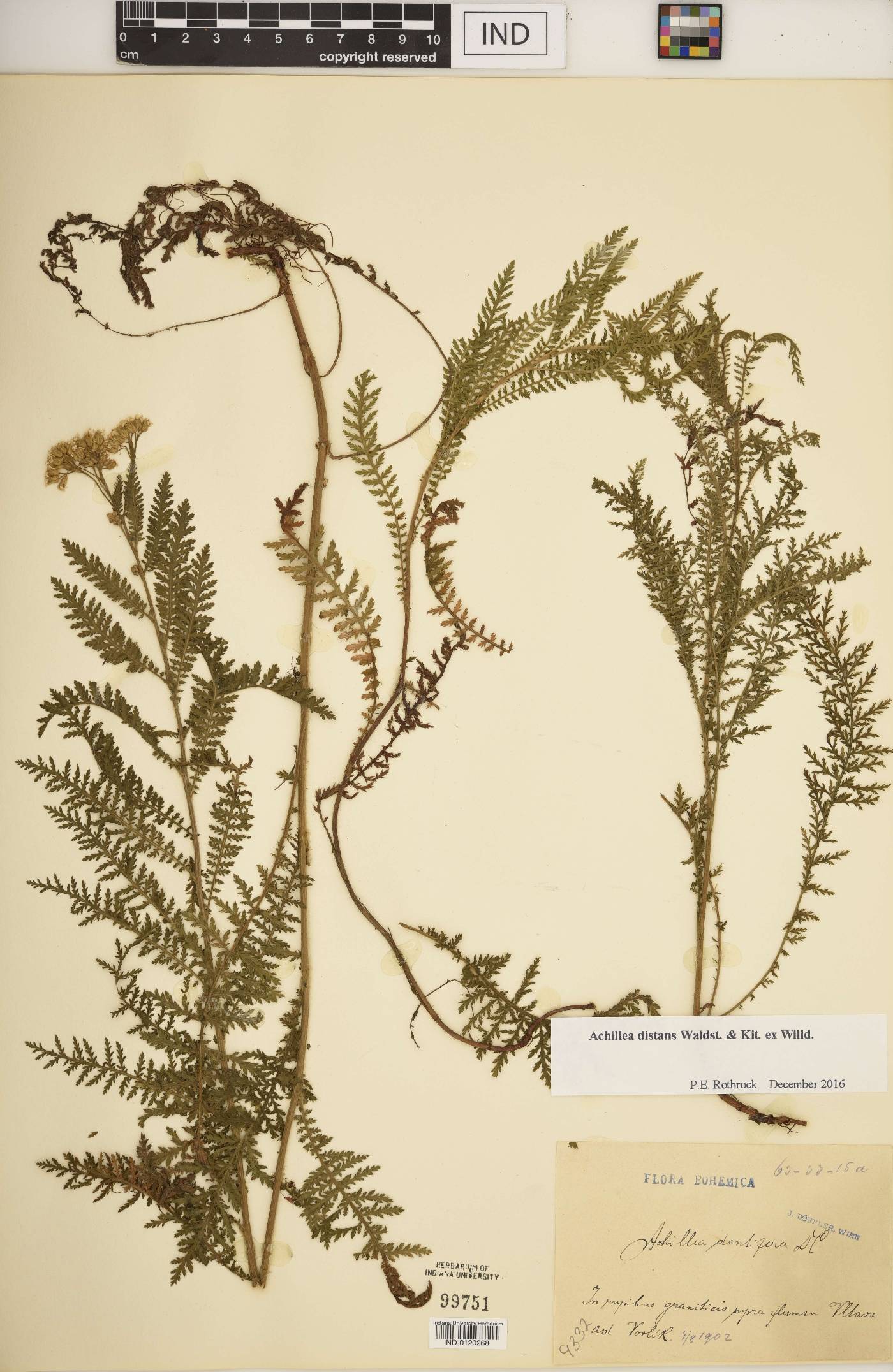 Achillea distans image