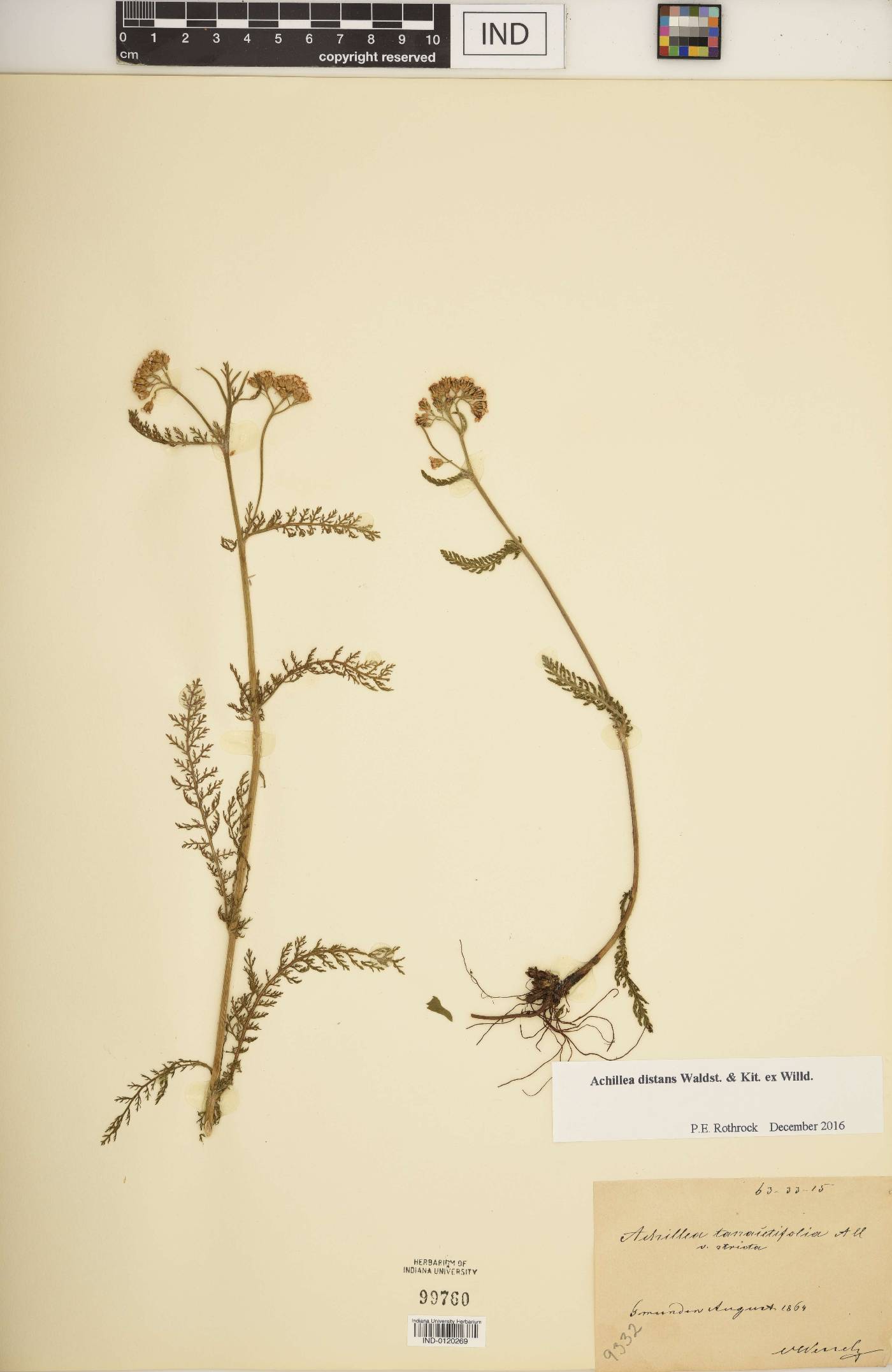 Achillea distans image