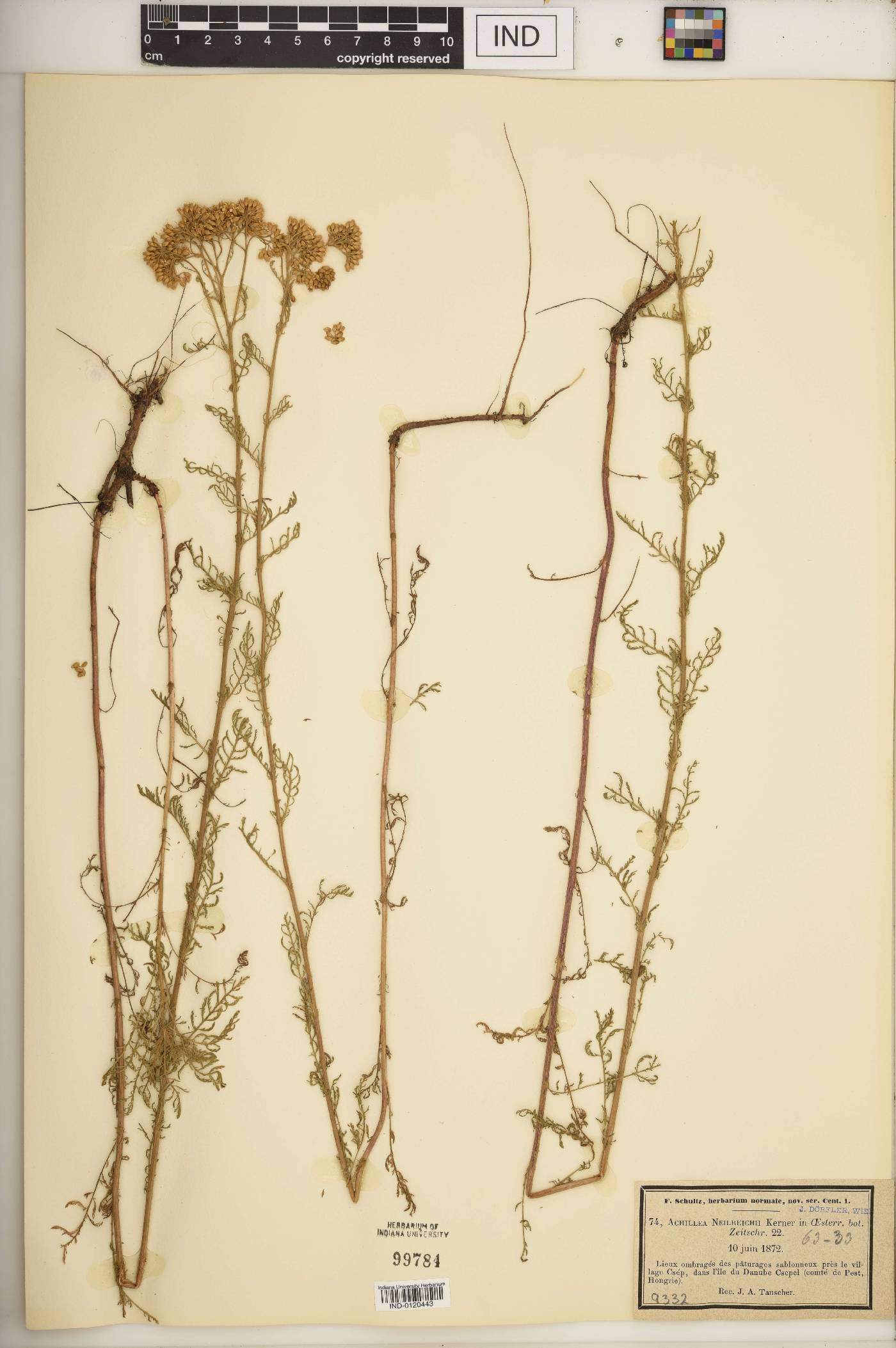 Achillea neilreichii image