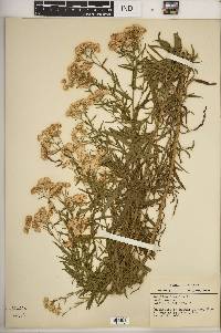 Achillea ptarmica image