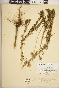 Adenophyllum porophyllum image