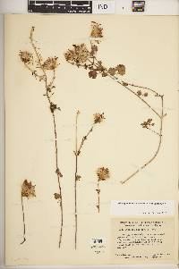 Adenophyllum speciosum image