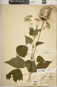 Ageratina altissima var. altissima image