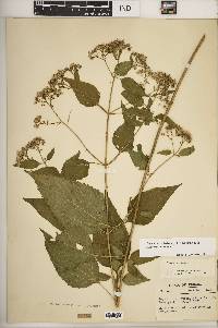 Ageratina altissima var. altissima image