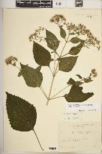 Ageratina altissima var. altissima image