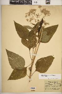 Ageratina altissima var. altissima image