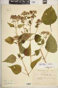 Ageratina altissima var. altissima image