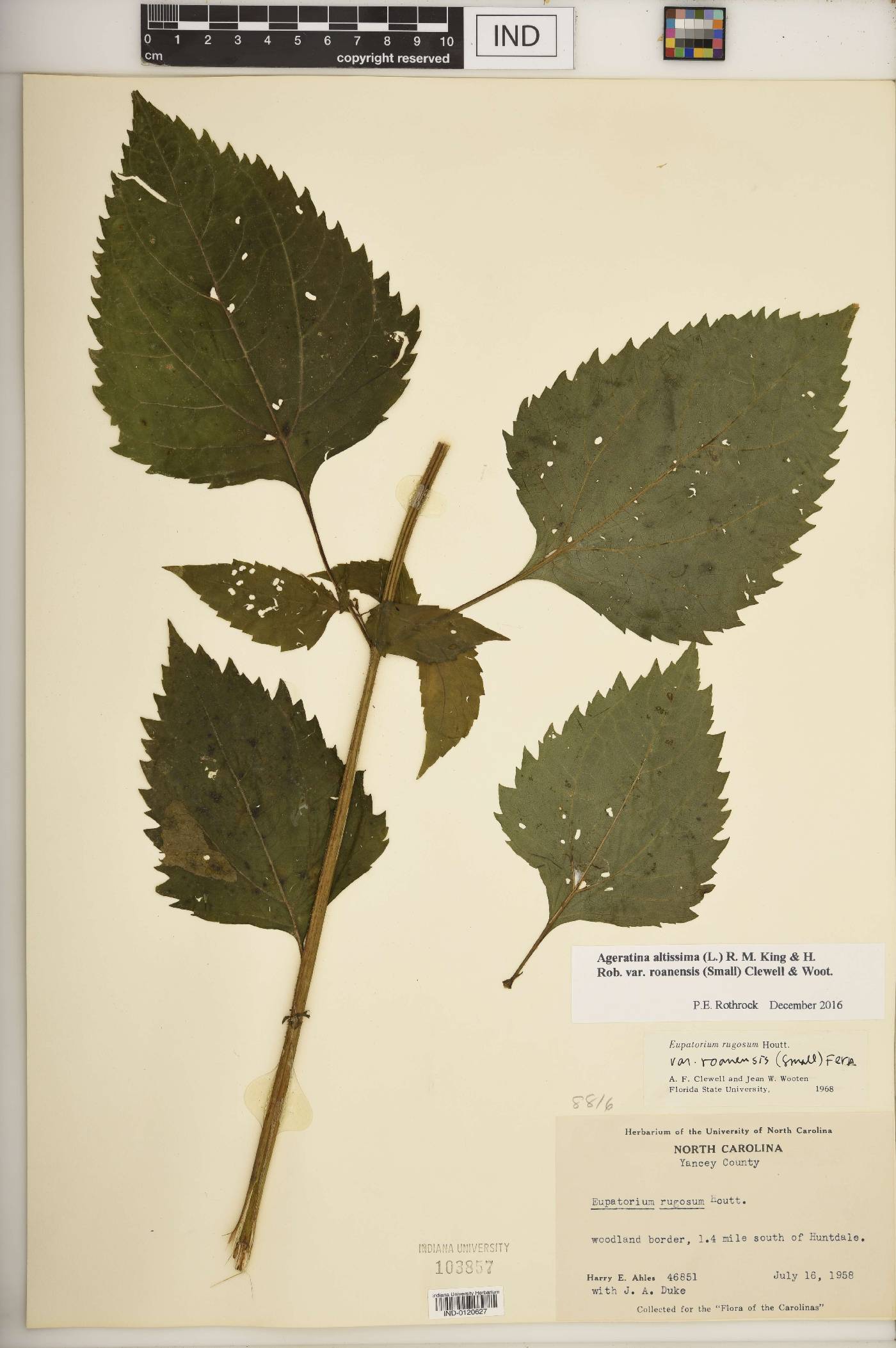 Ageratina altissima var. roanensis image