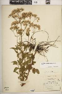 Ageratina jucunda image