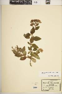 Ageratina saltillensis image