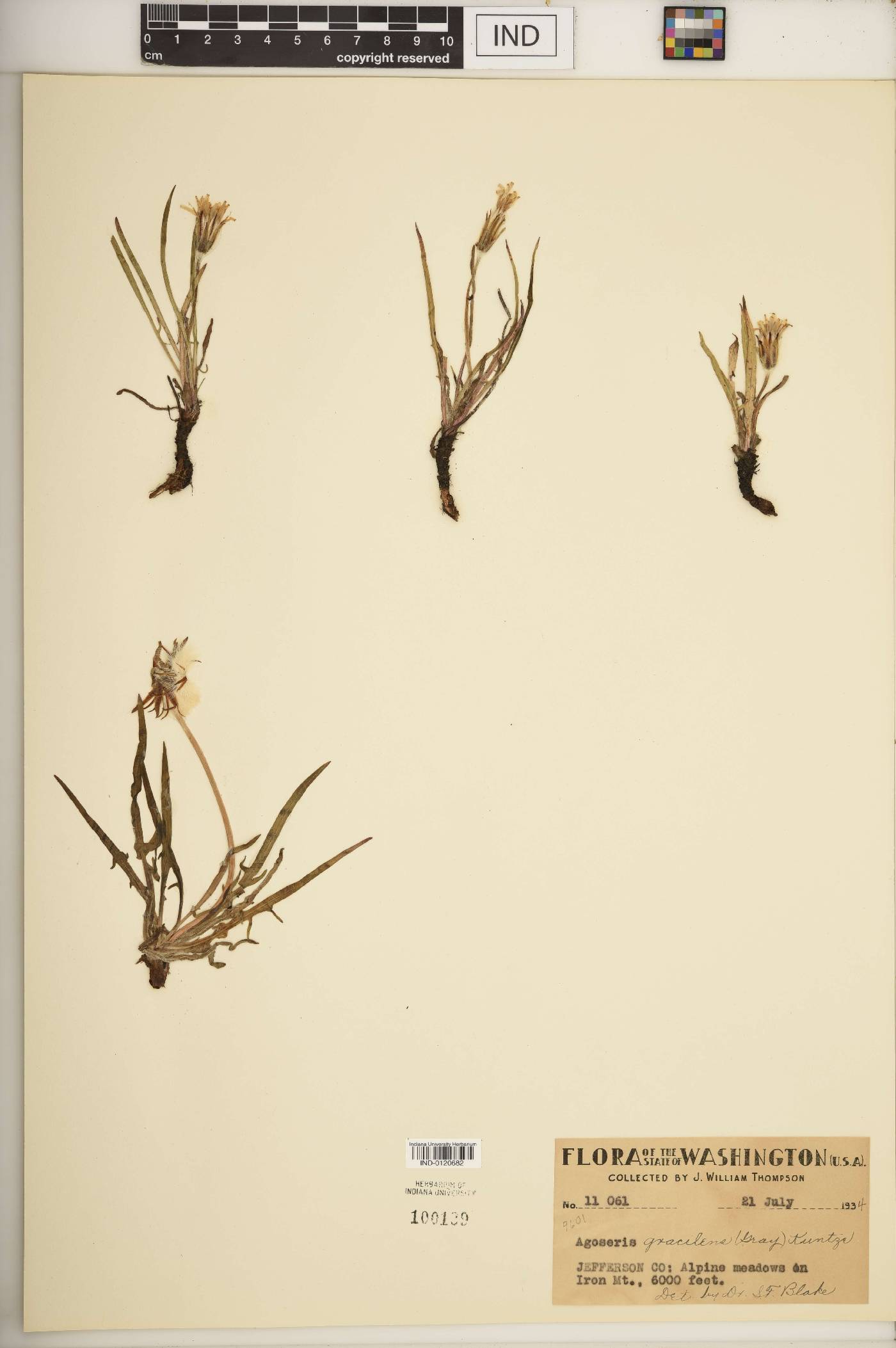 Agoseris grandiflora image