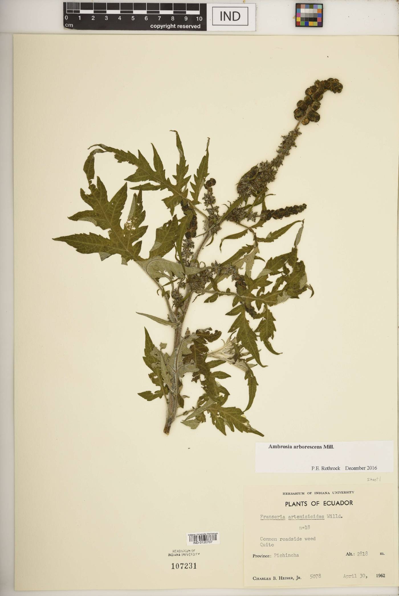 Ambrosia arborescens image