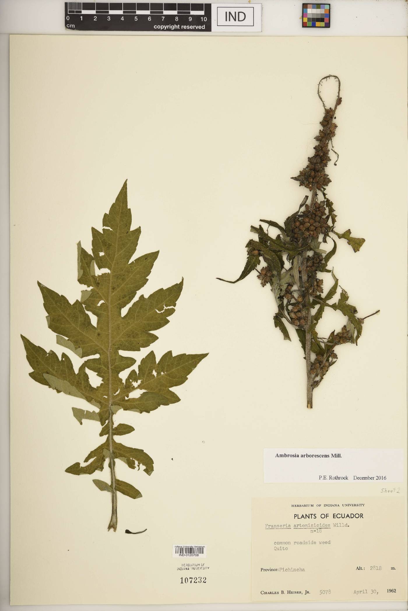 Ambrosia arborescens image