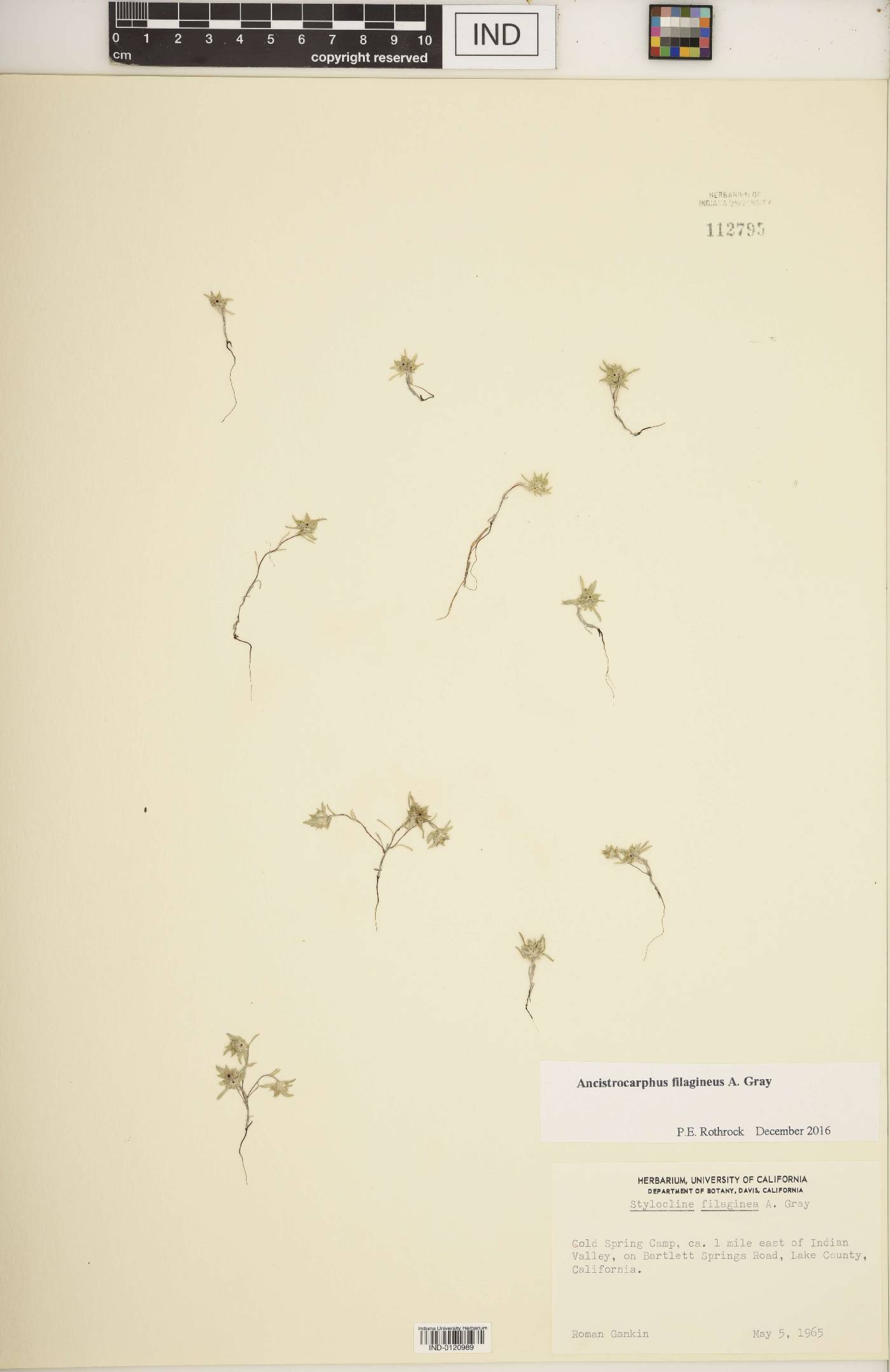 Ancistrocarphus filagineus image