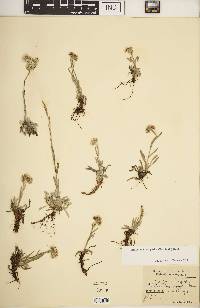 Antennaria carpatica image