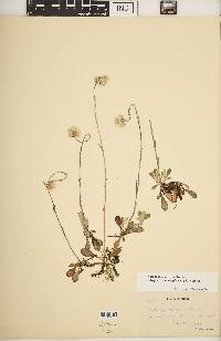 Antennaria howellii subsp. canadensis image