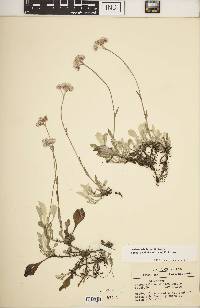 Antennaria howellii subsp. neodioica image
