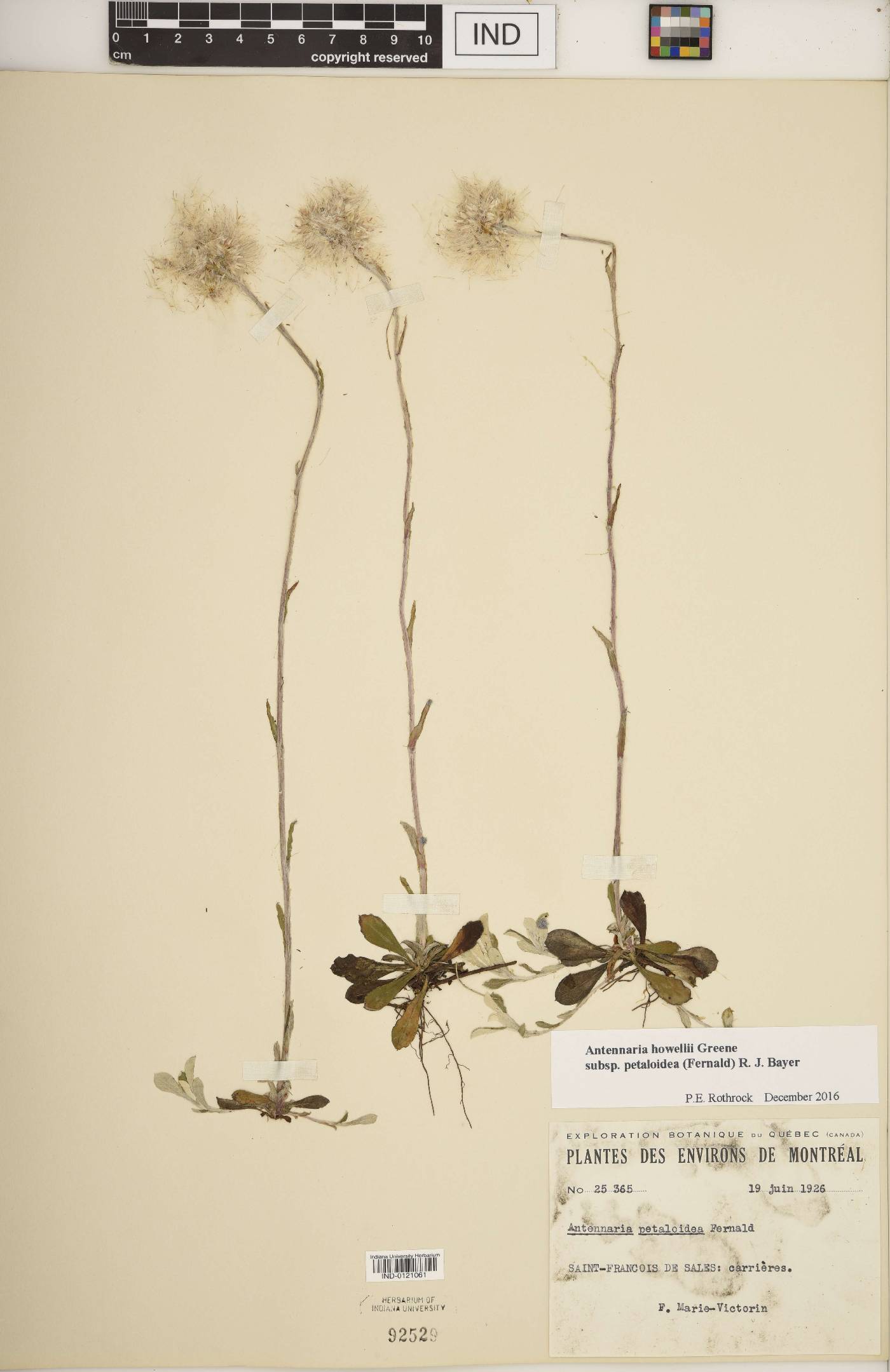 Antennaria howellii subsp. petaloidea image