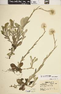 Antennaria parlinii subsp. fallax image
