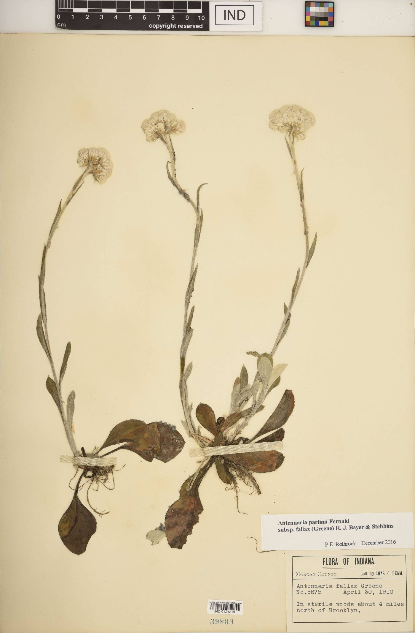 Antennaria parlinii subsp. fallax image