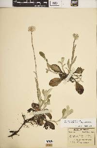 Antennaria parlinii subsp. fallax image