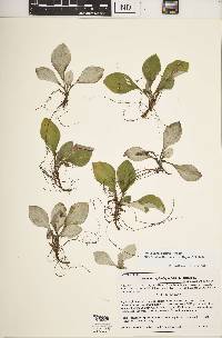 Antennaria parlinii subsp. fallax image