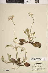 Antennaria parlinii subsp. fallax image