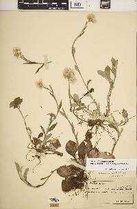 Antennaria parlinii subsp. fallax image